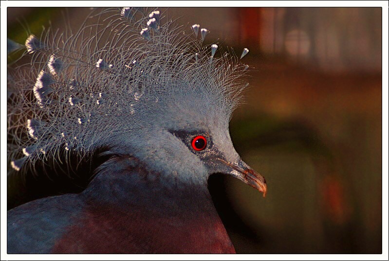 Scheepmakers Crowned Pigeon X Victoria Crowned Pigeon?