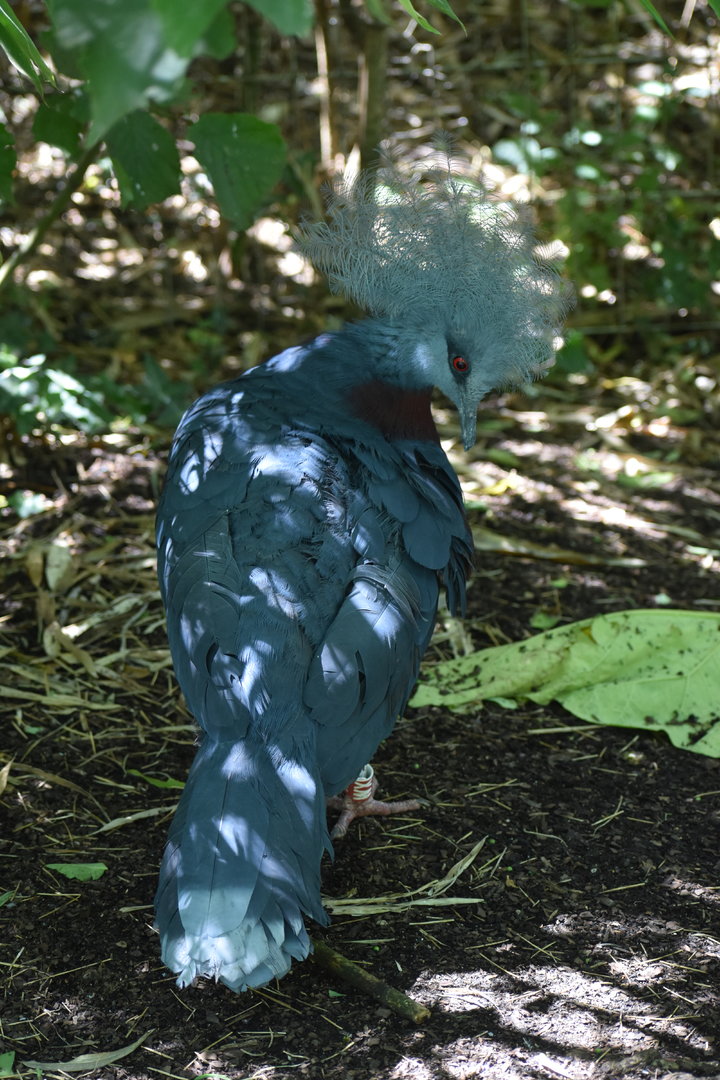 Scheepmaker's Crowned Pigeon - Goura scheepmakeri
