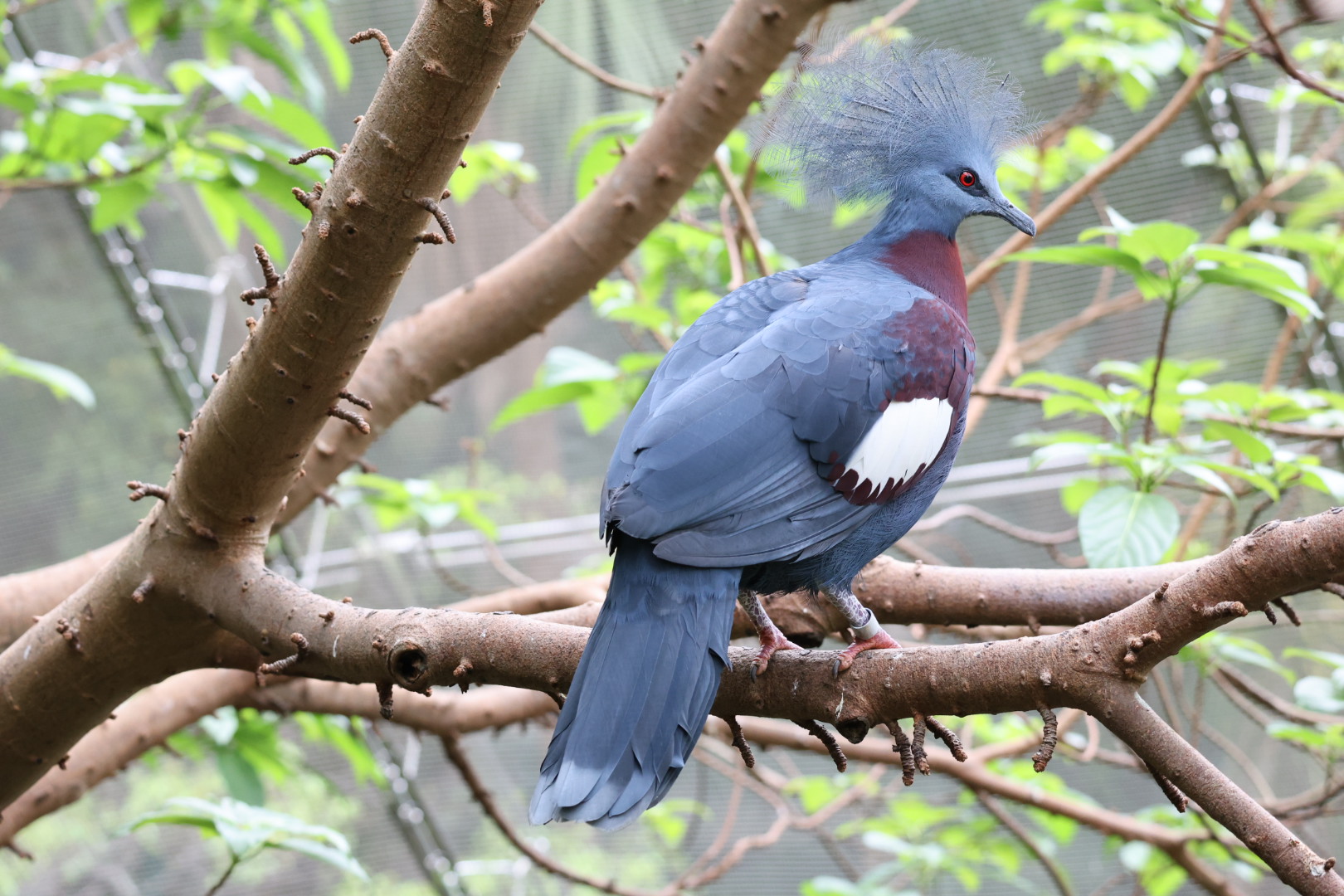 Scheepmaker's crowned pigeon (Goura scheepmakeri)