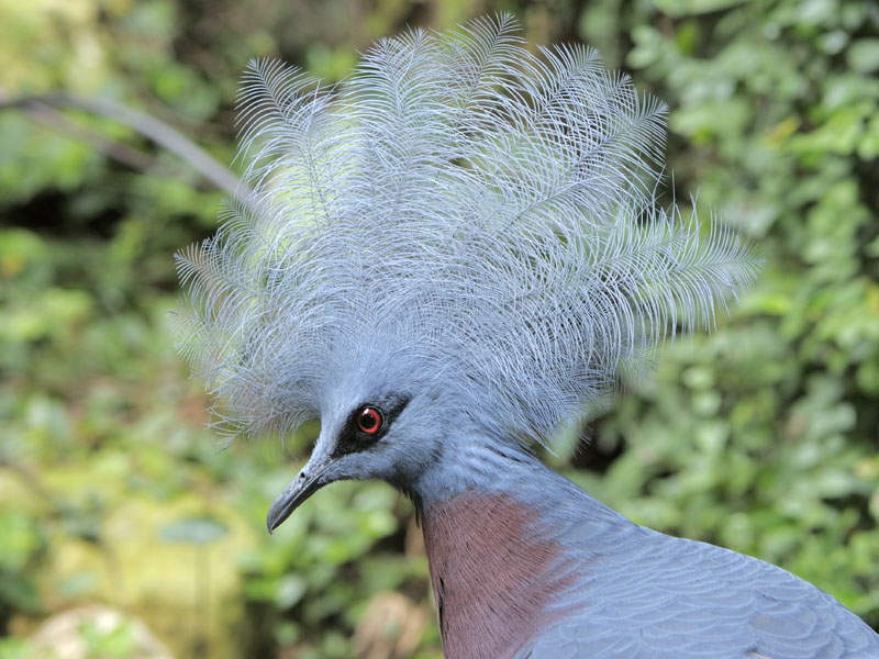 Scheepmakers crowned pigeon