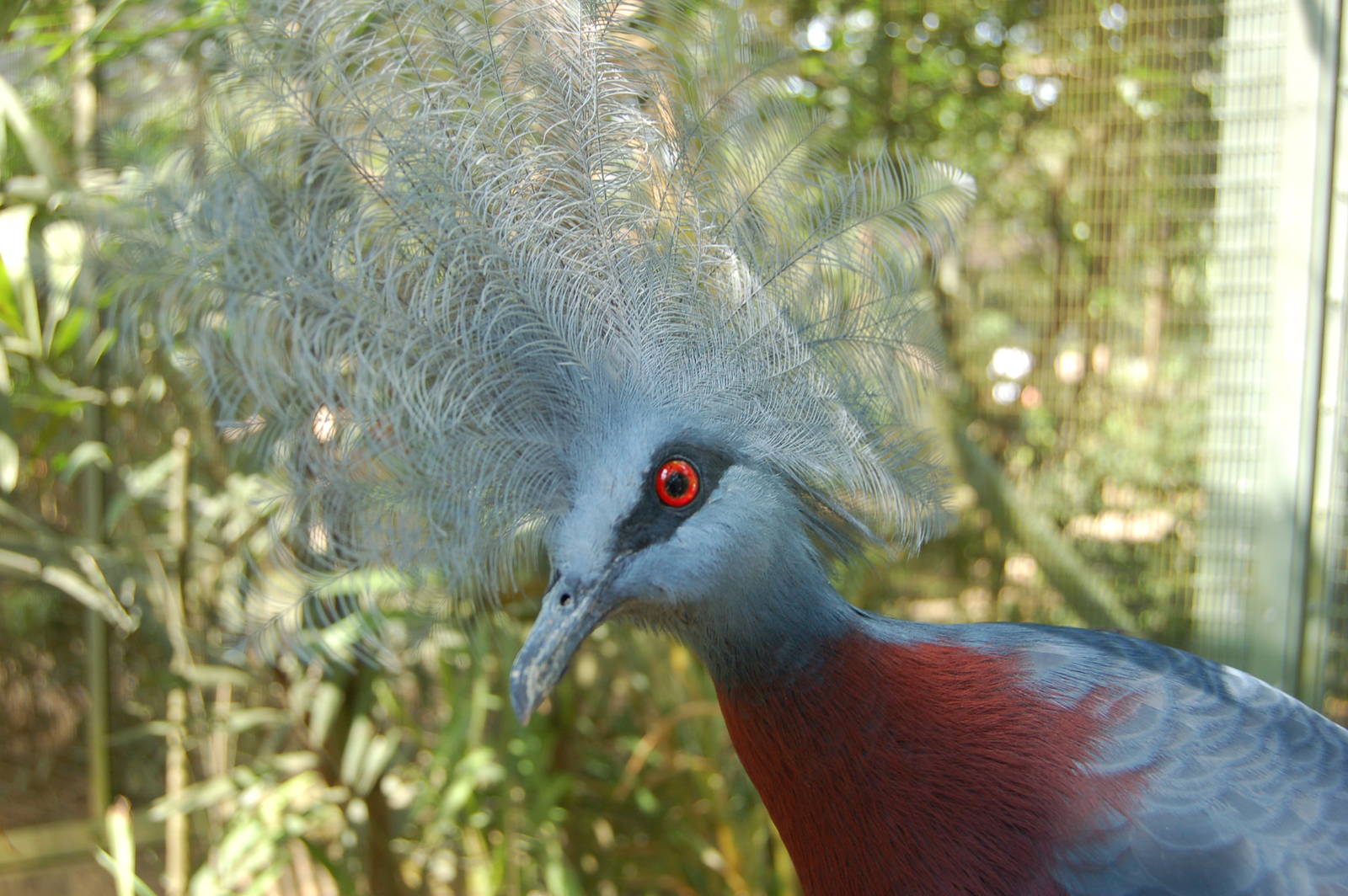 scheepmaker's crowned pigeon