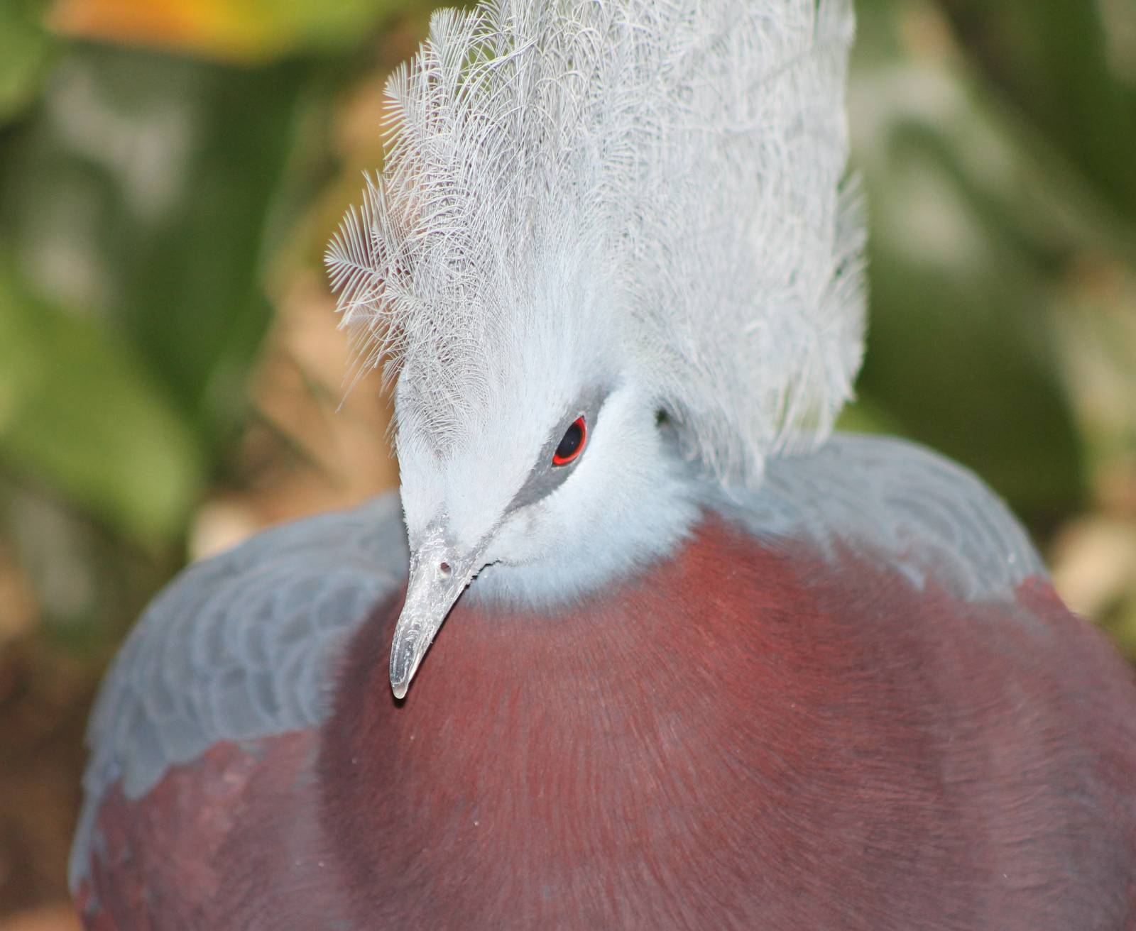 Scheepmaker's crowned pigeon