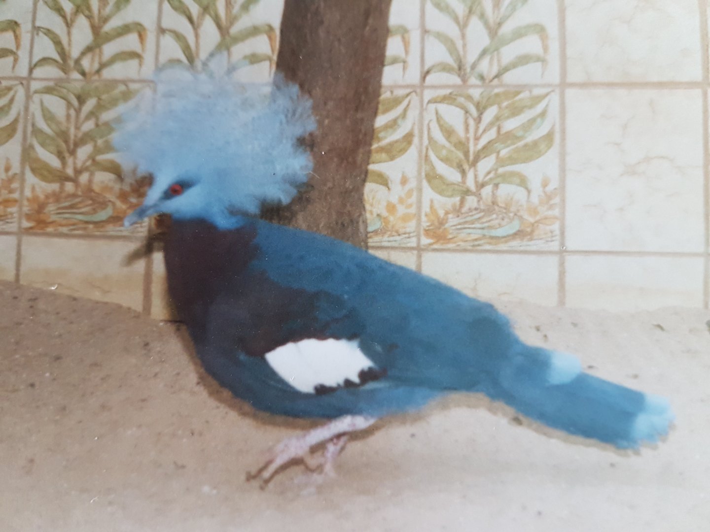 Scheepmaker's crowned pigeon