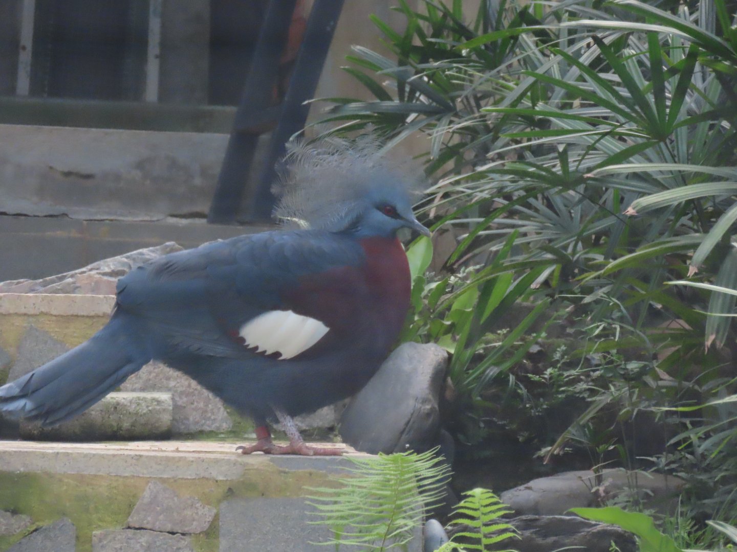 Scheepmaker's crowned pigeon