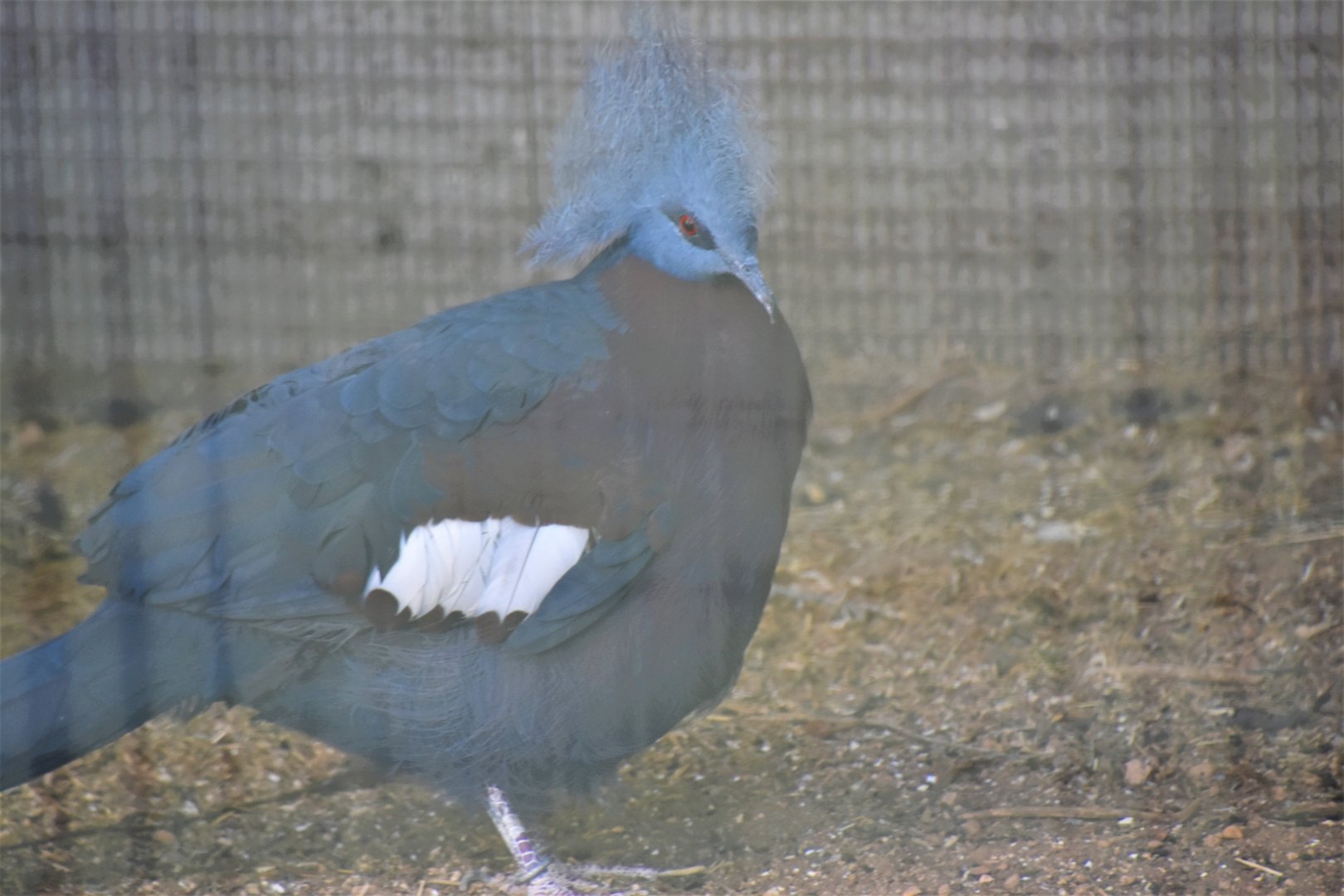 'Scheepmaker's crowned pigeon'