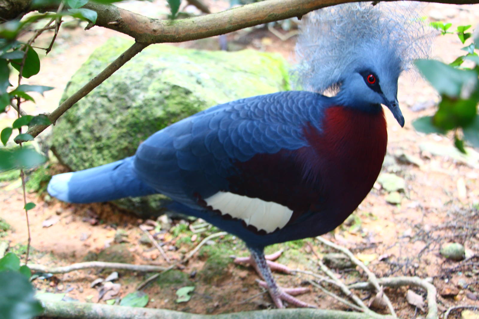 Scheepmaker's or Sclater's?