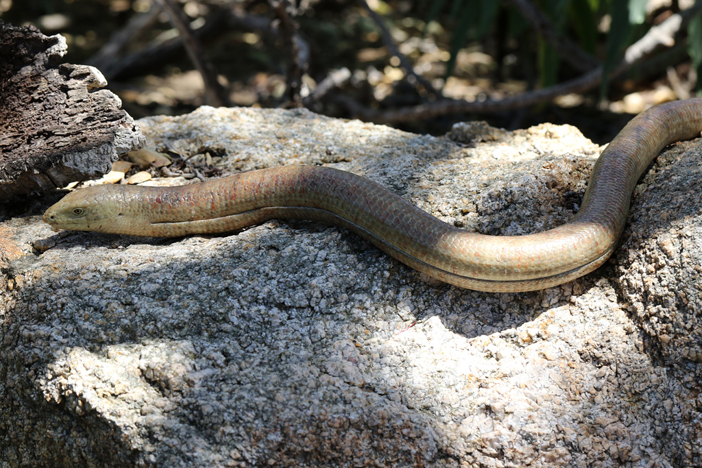 Scheltopusik at San Diego Zoo 23rd April 2016