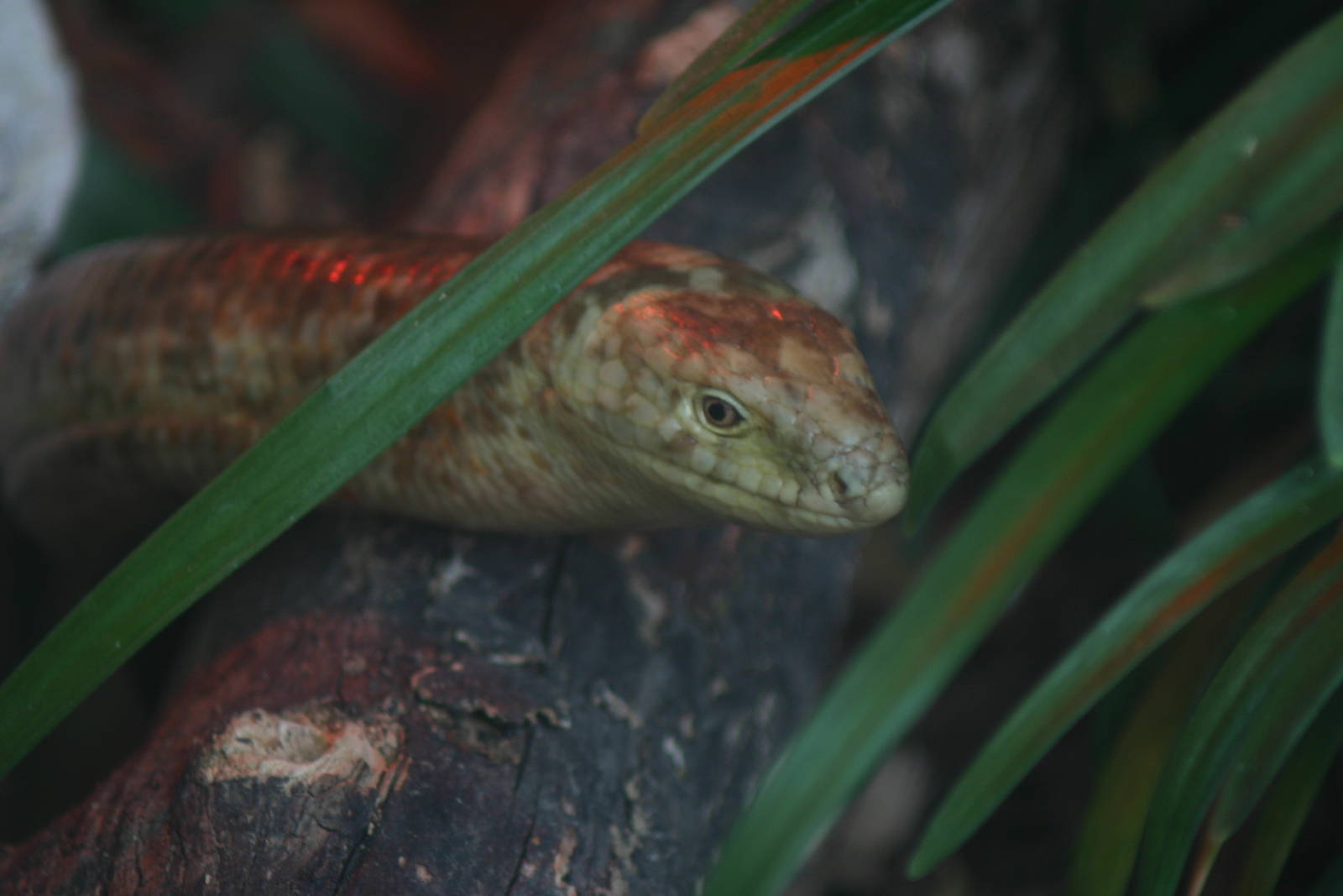 Scheltopusik - Auckland Zoo April 2011