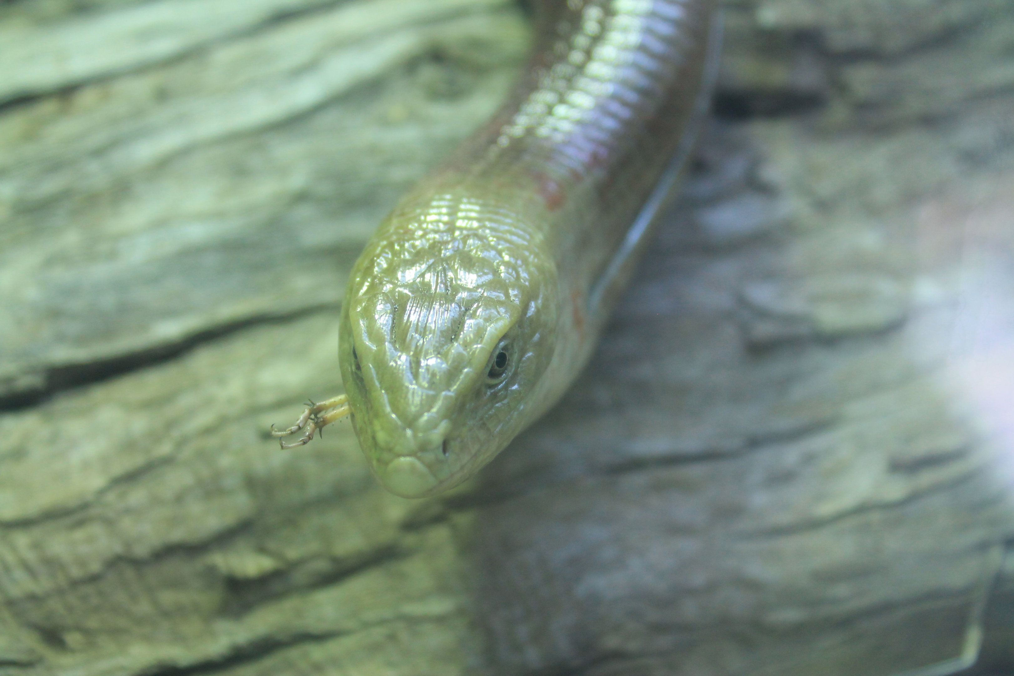 Scheltopusik eating locust