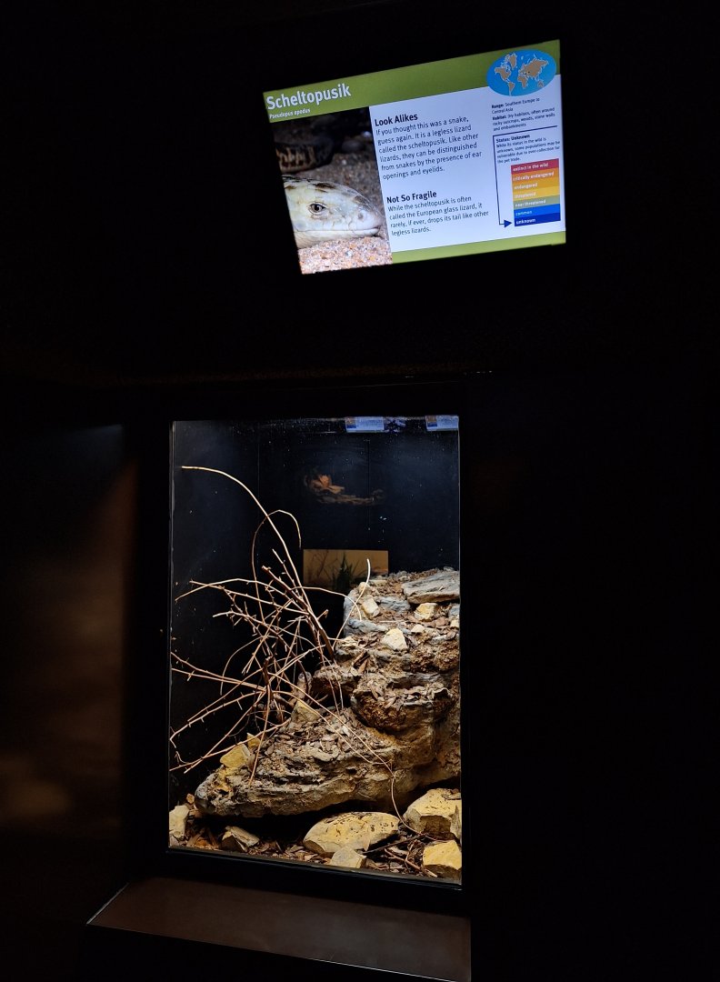 Scheltopusik enclosure