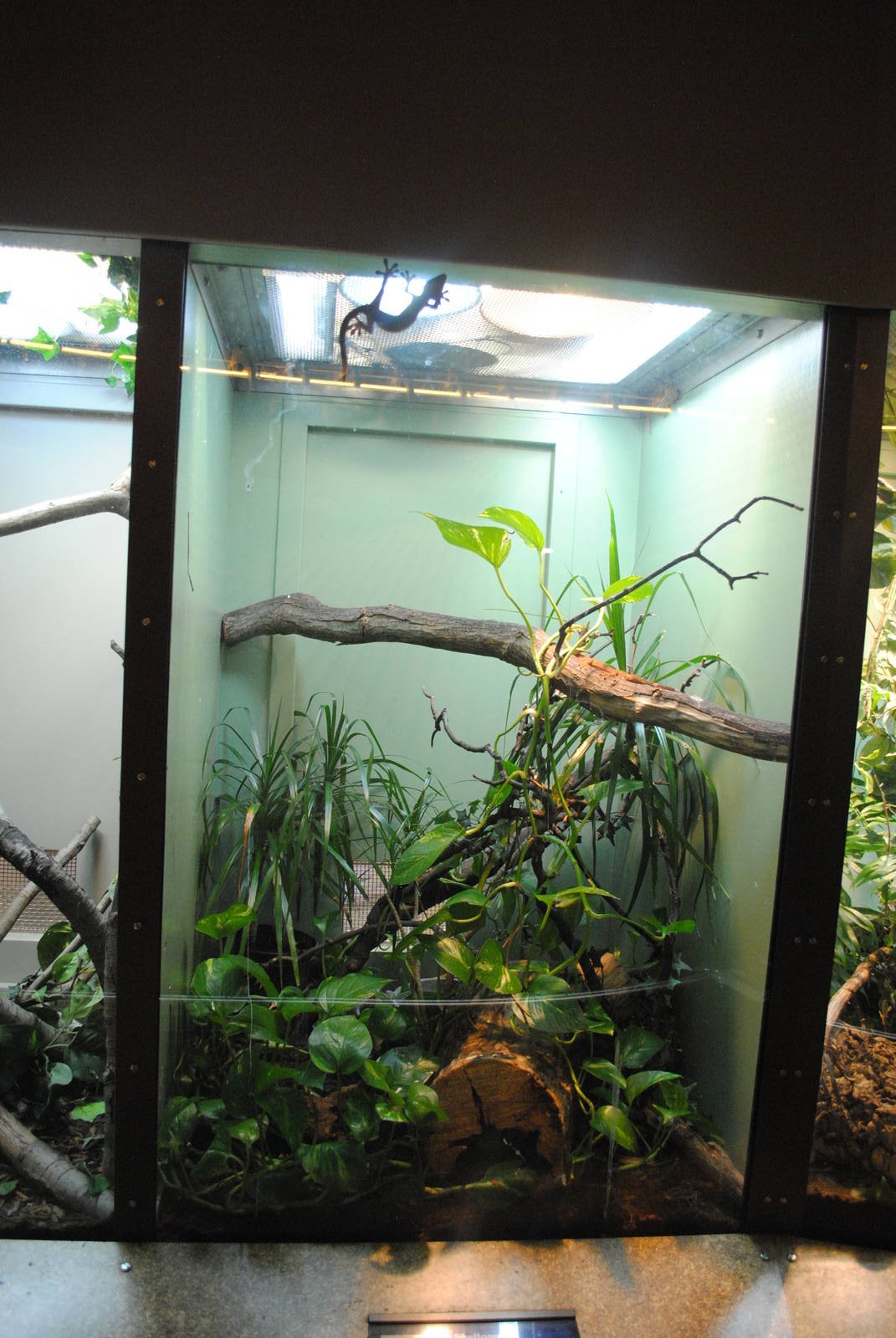 Scheltopusik exhibit (with unlabled white-lined geckos)