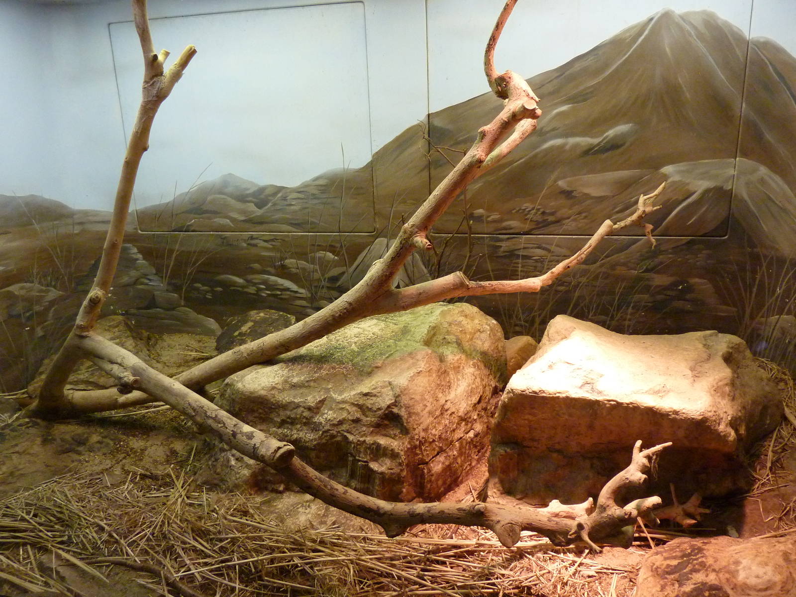 Scheltopusik Exhibit