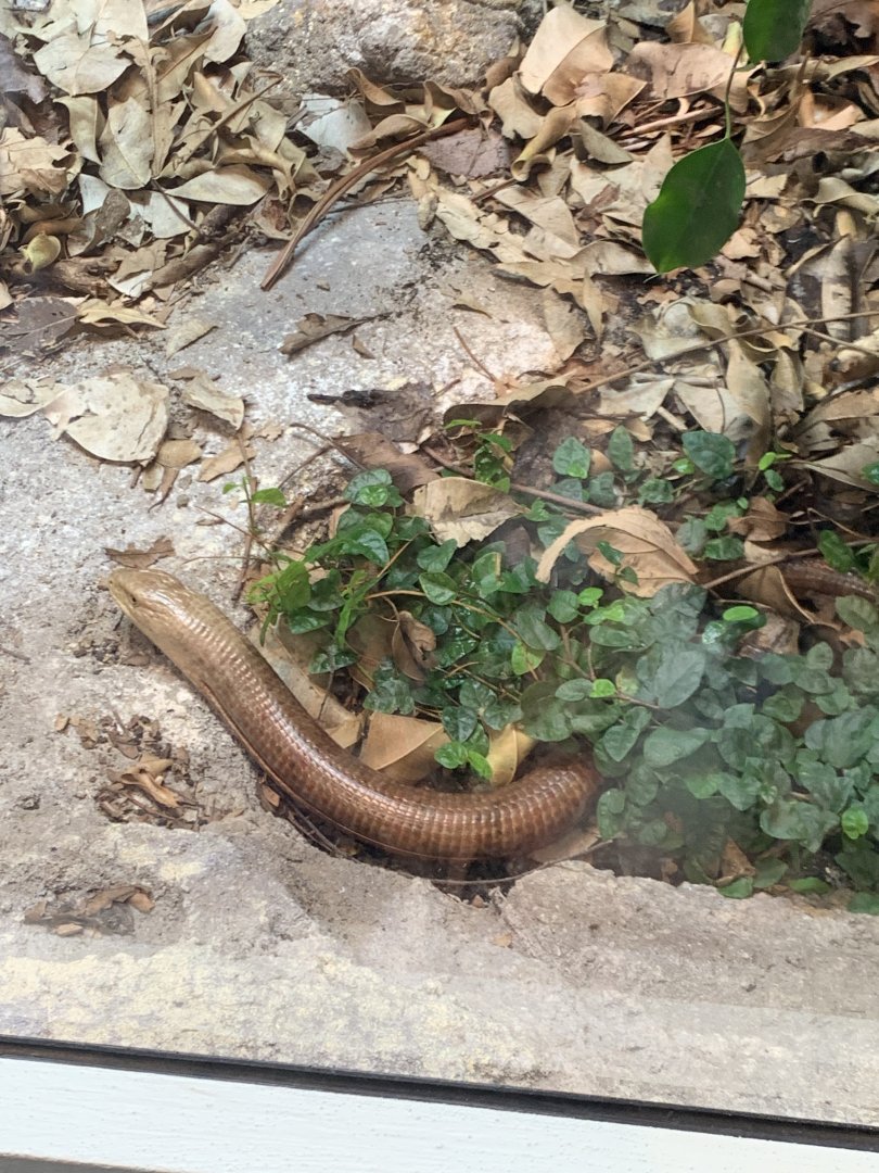 Scheltopusik in new arc building