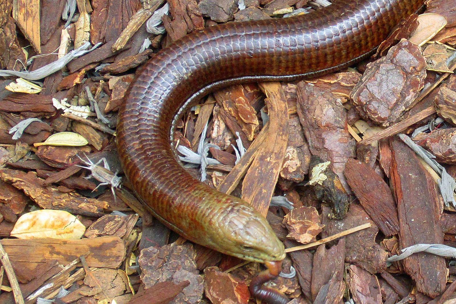 Scheltopusik or European Legless Lizard