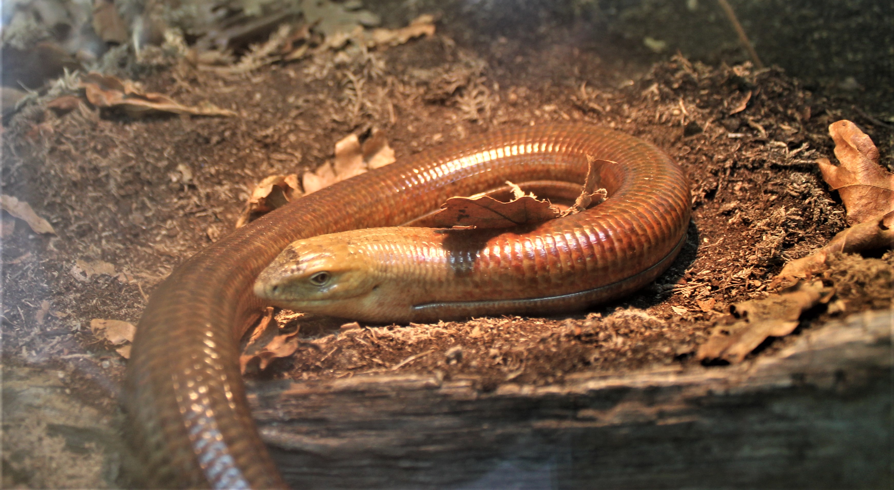 Scheltopusik (Pseudopus apodus)