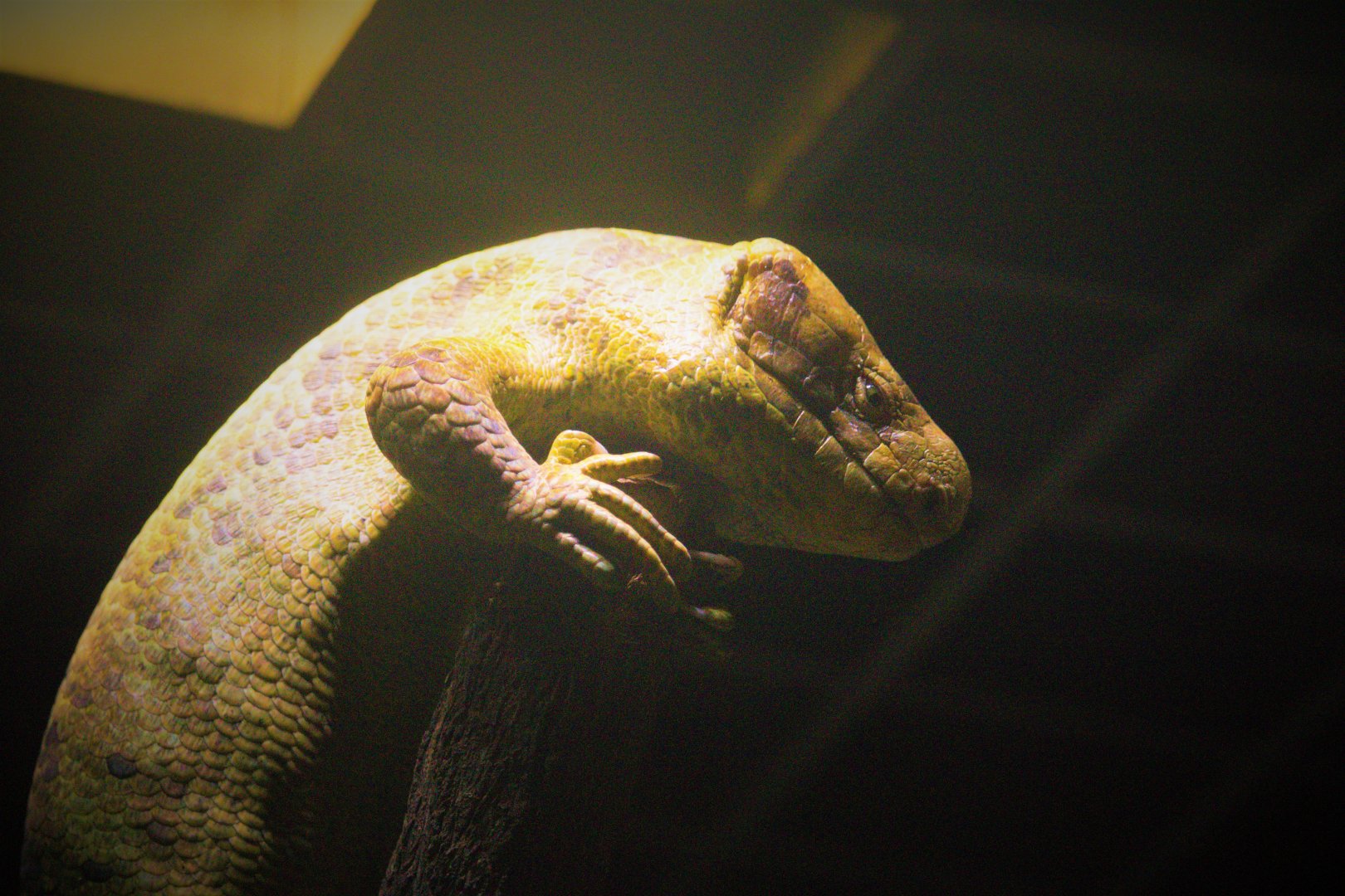 "Scheming" Corucia zebrata / Solomon Islands Giant Skink