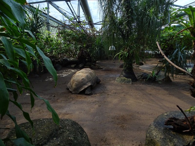 Schildkrötenhaus; enclosure for Aldabra giant tortoise
