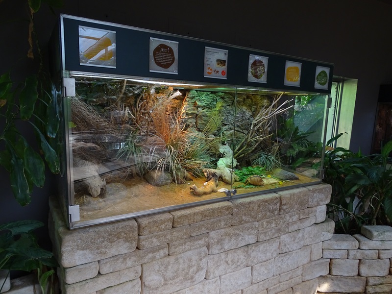 Schildkrötenhaus; terrarium for Egyptian tortoise