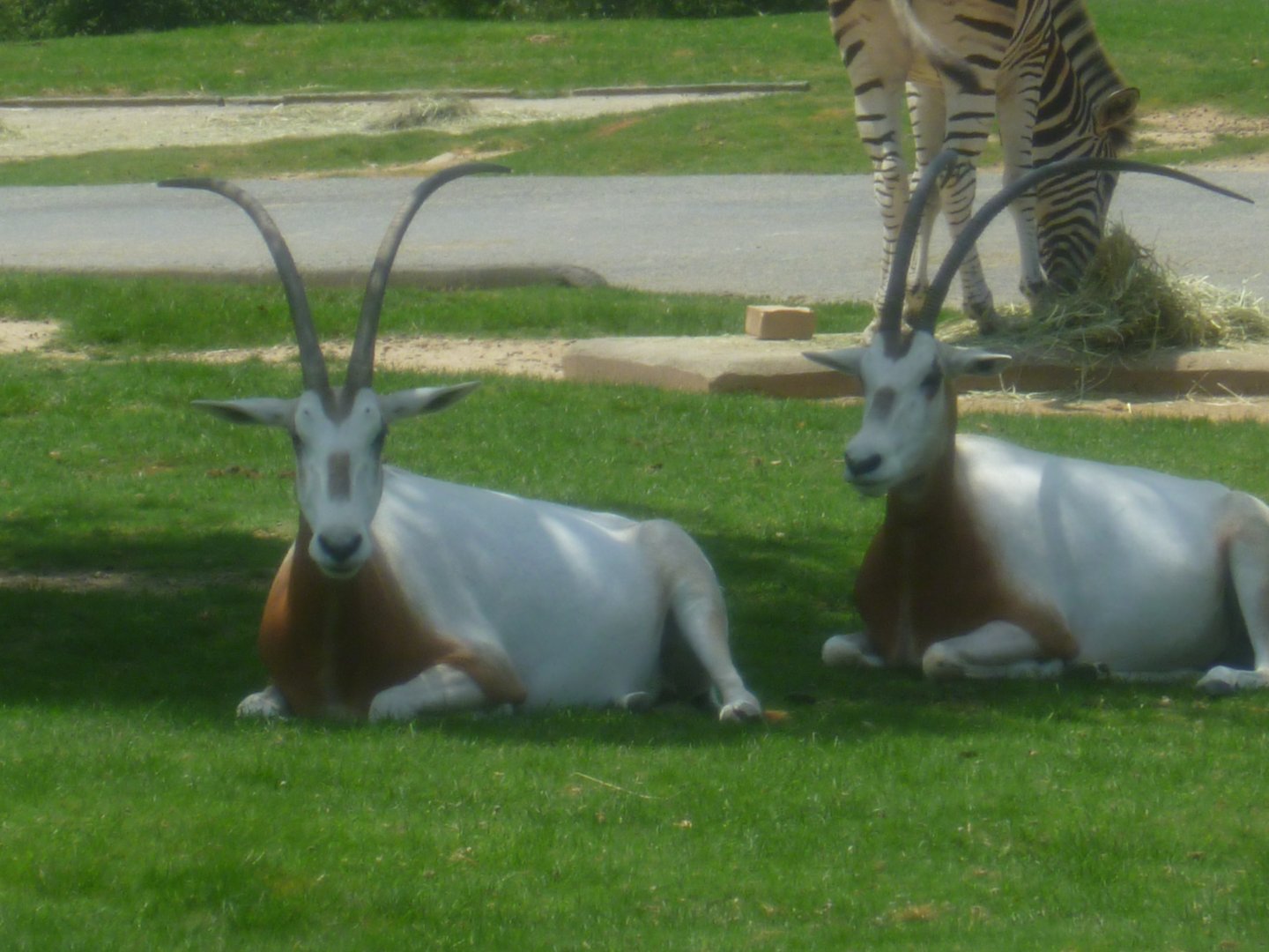 Schimitar horned oryx
