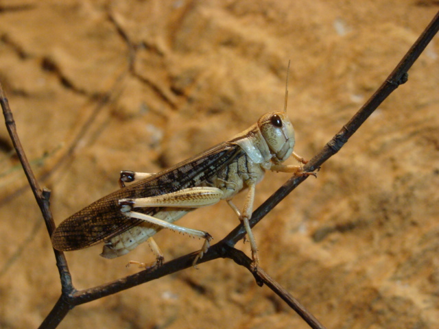 Schistocerca gregaria