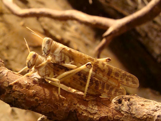 Schistocerca gregaria