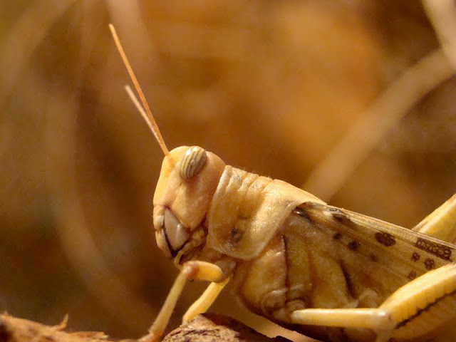 Schistocerca gregaria