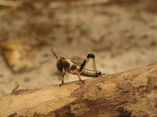 Schistocerca gregaria