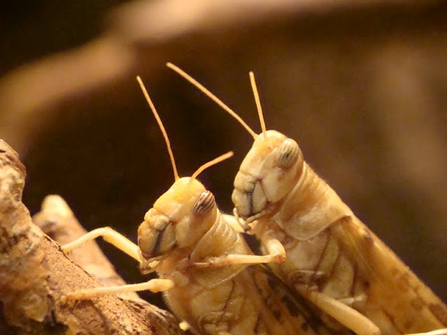 Schistocerca gregaria