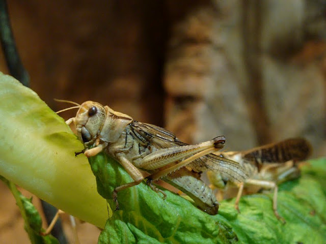 Schistocerca gregaria