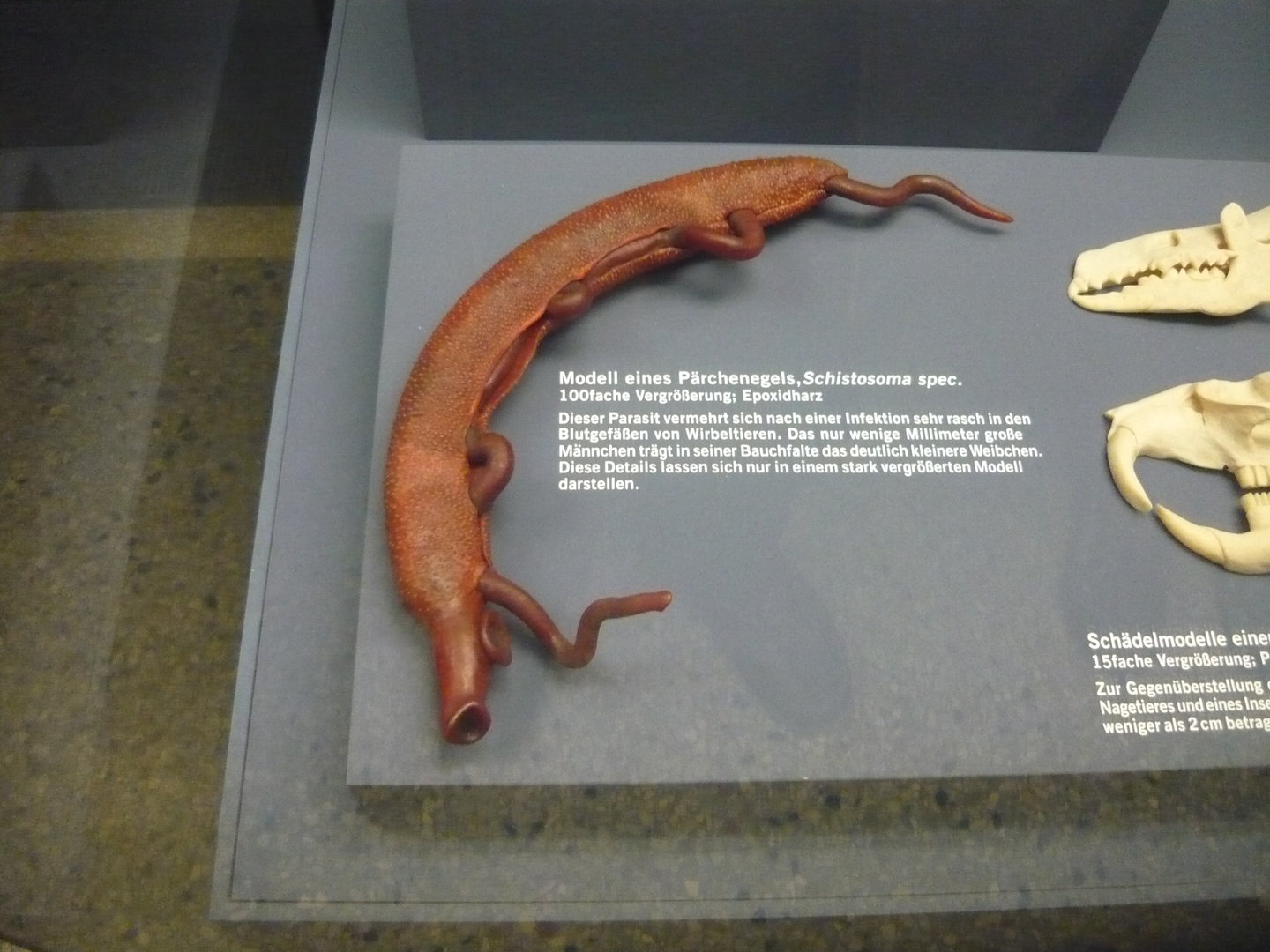 Schistosoma sp. model