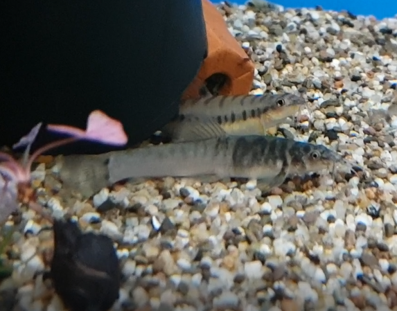 Schistura species "suratthani"