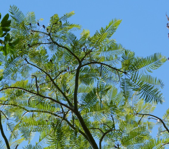 Schizolobium parahybum