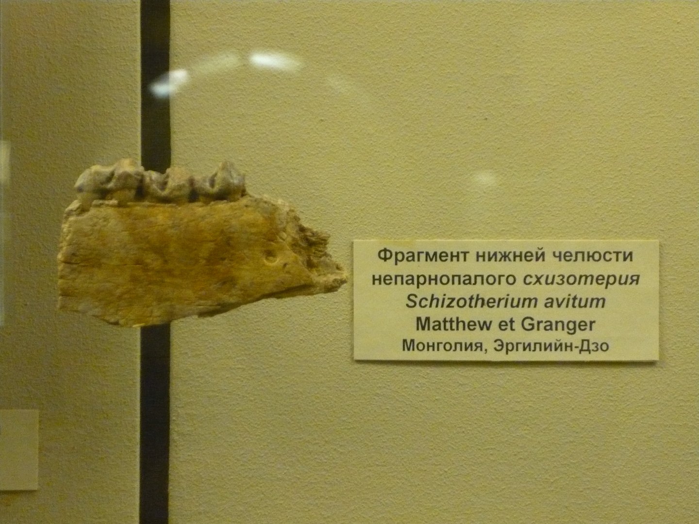 Schizotherium avitum jaw fragment