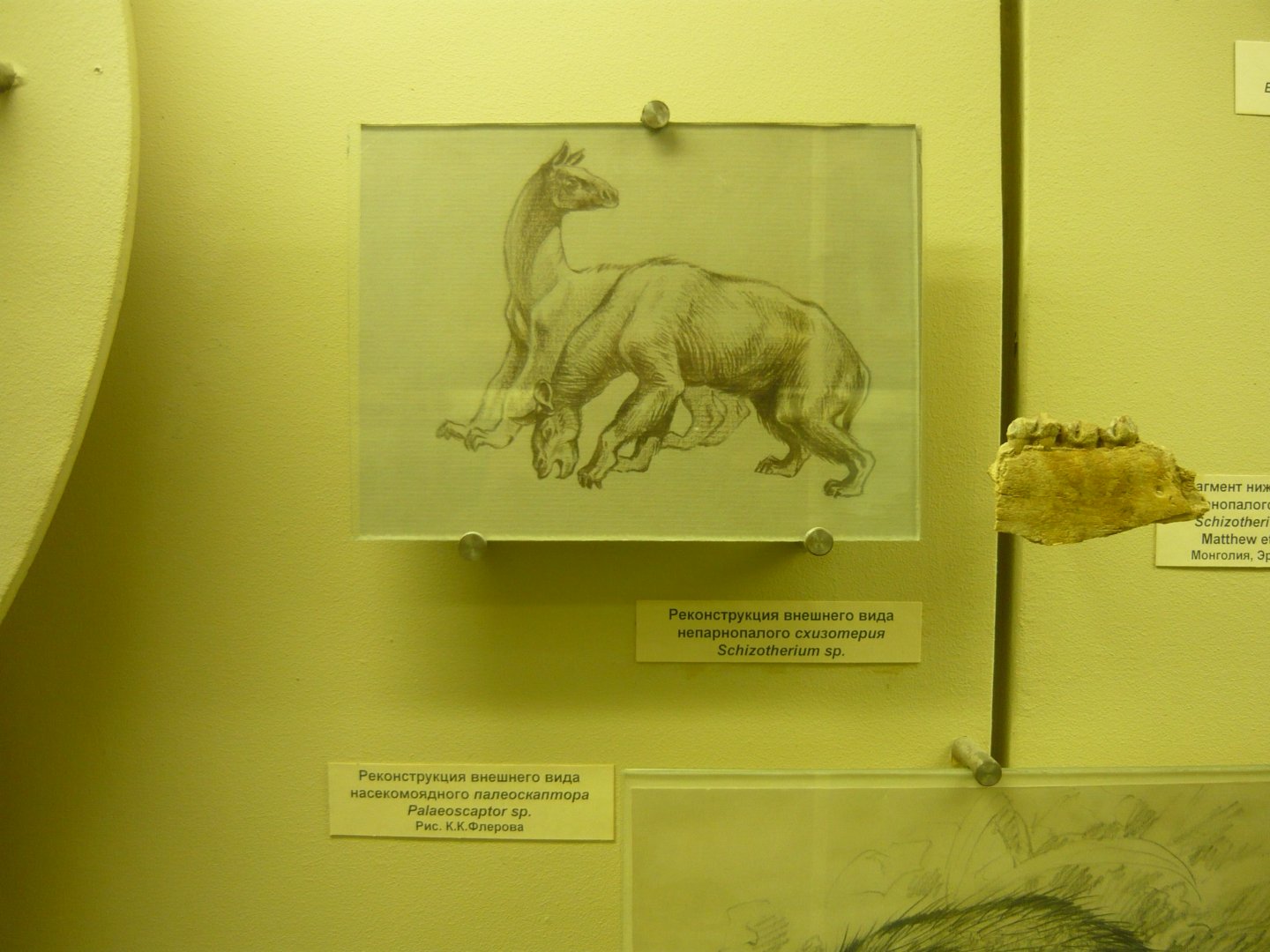 Schizotherium sp. reconstruction