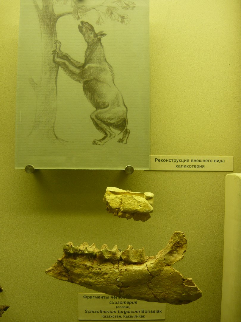 Schizotherium turgaicum jaw fragments and Chalicothere reconstruction