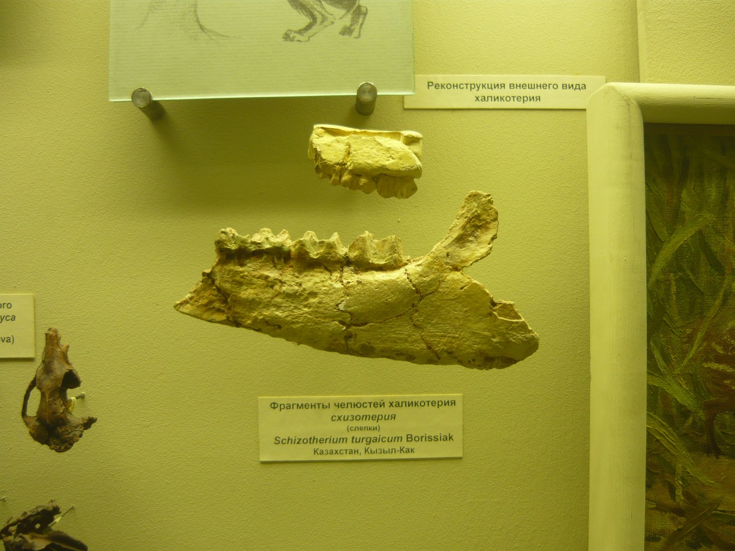 Schizotherium turgaicum jaw fragments