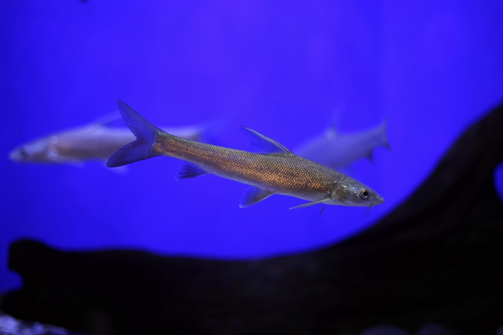 Schizothorax kozlovi