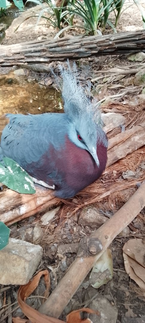 Schlater's crowned pigeon 120425