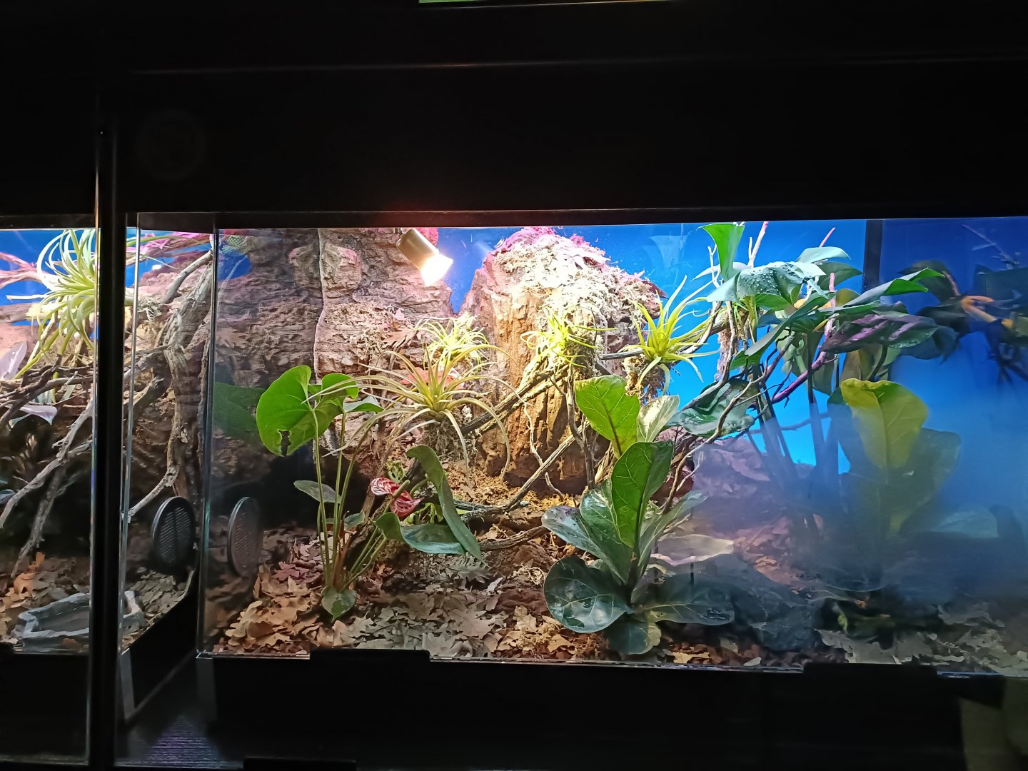 Schlegel's eyelash-pitviper exhibit - Bioparc Acuario de Gijón