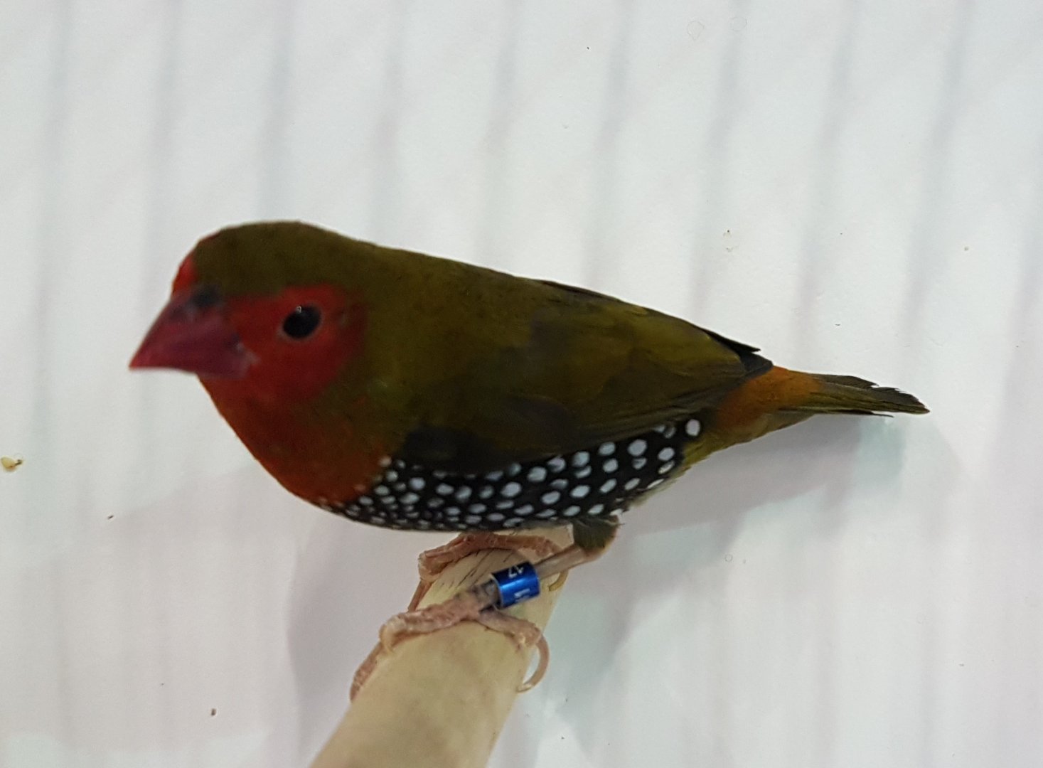 Schlegel's green-backed twinspot