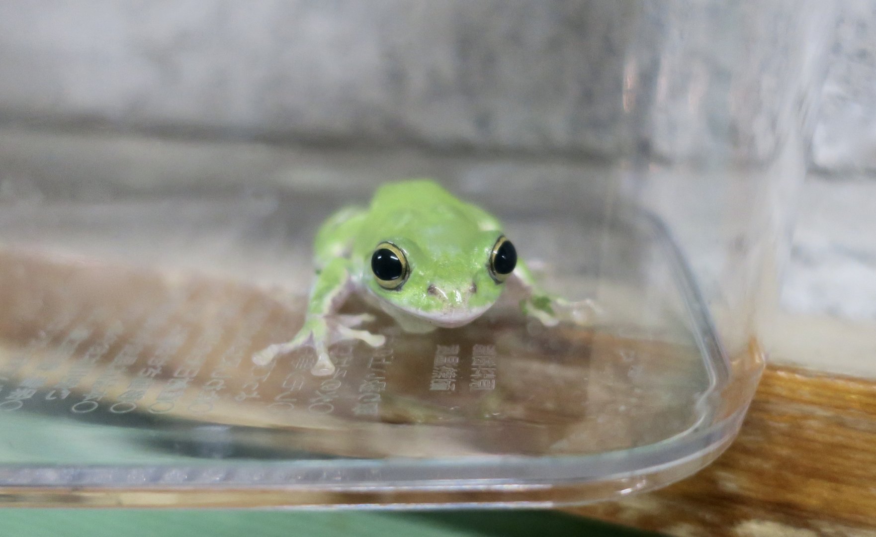 Schlegel's Green Tree Frog (Zhangixalus schlegelii)