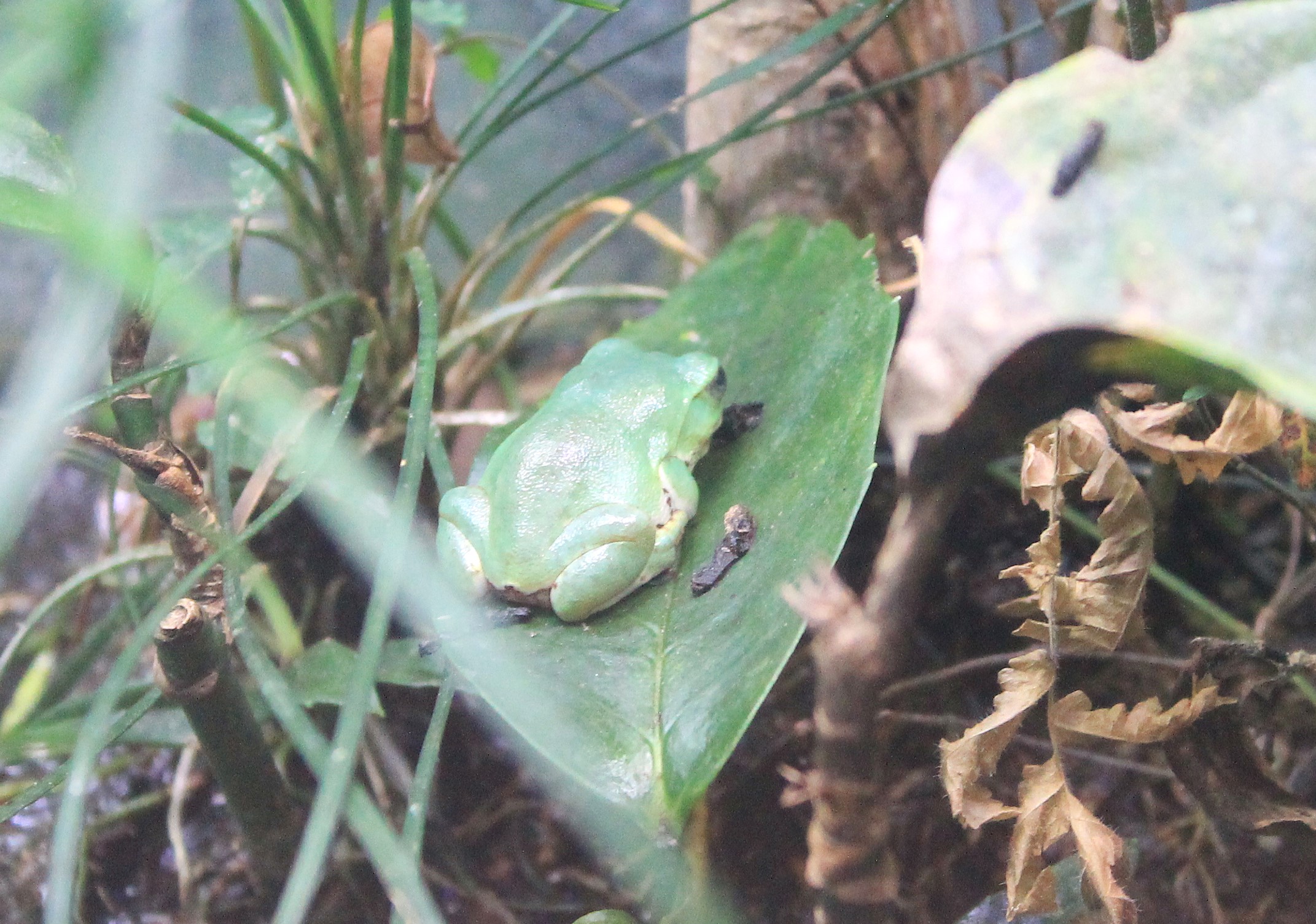 Schlegel's Green Tree Frog (Zhangixalus schlegelii)