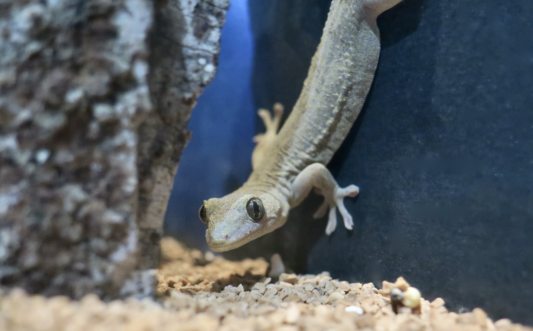 Schlegel's Japanese Gecko (Gekko japonicus)