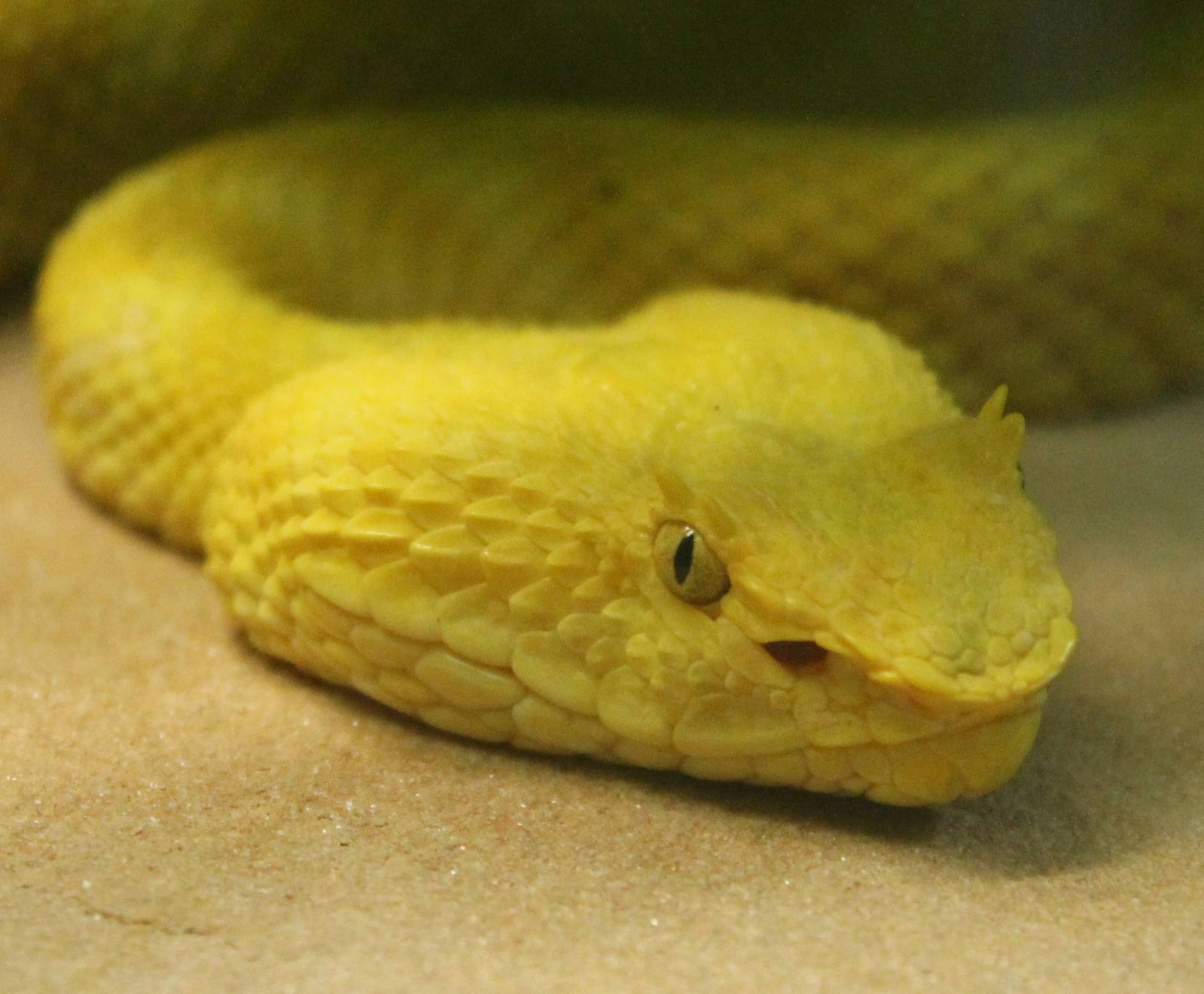 Schlegel's pit viper