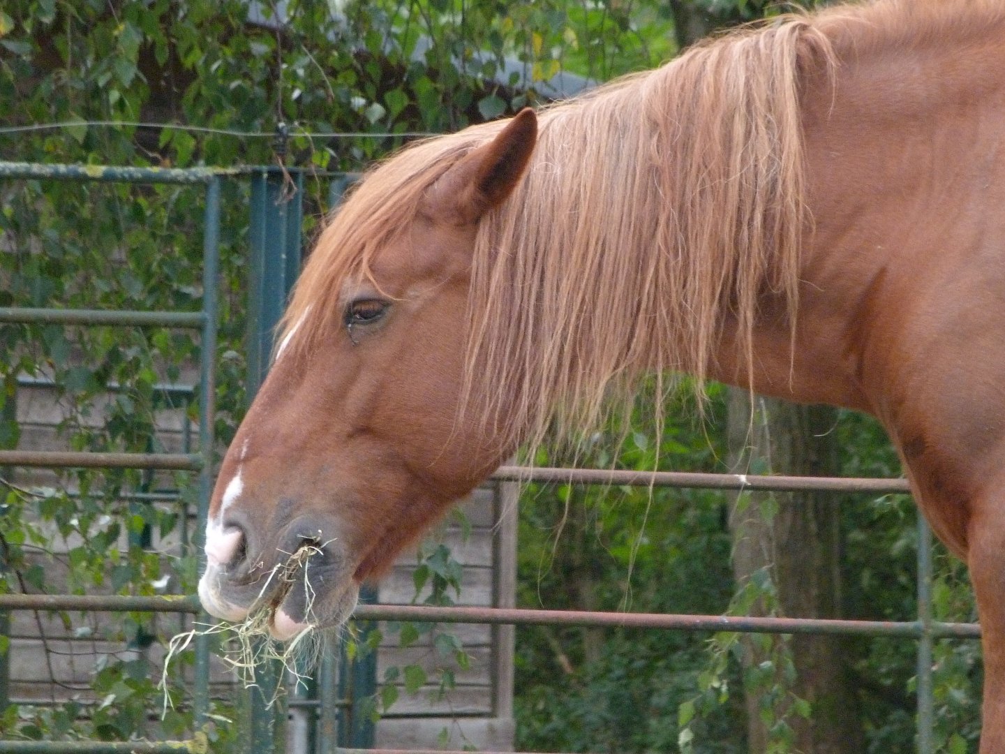 Schleswig draft horse -Tierpark Berlin (2024)