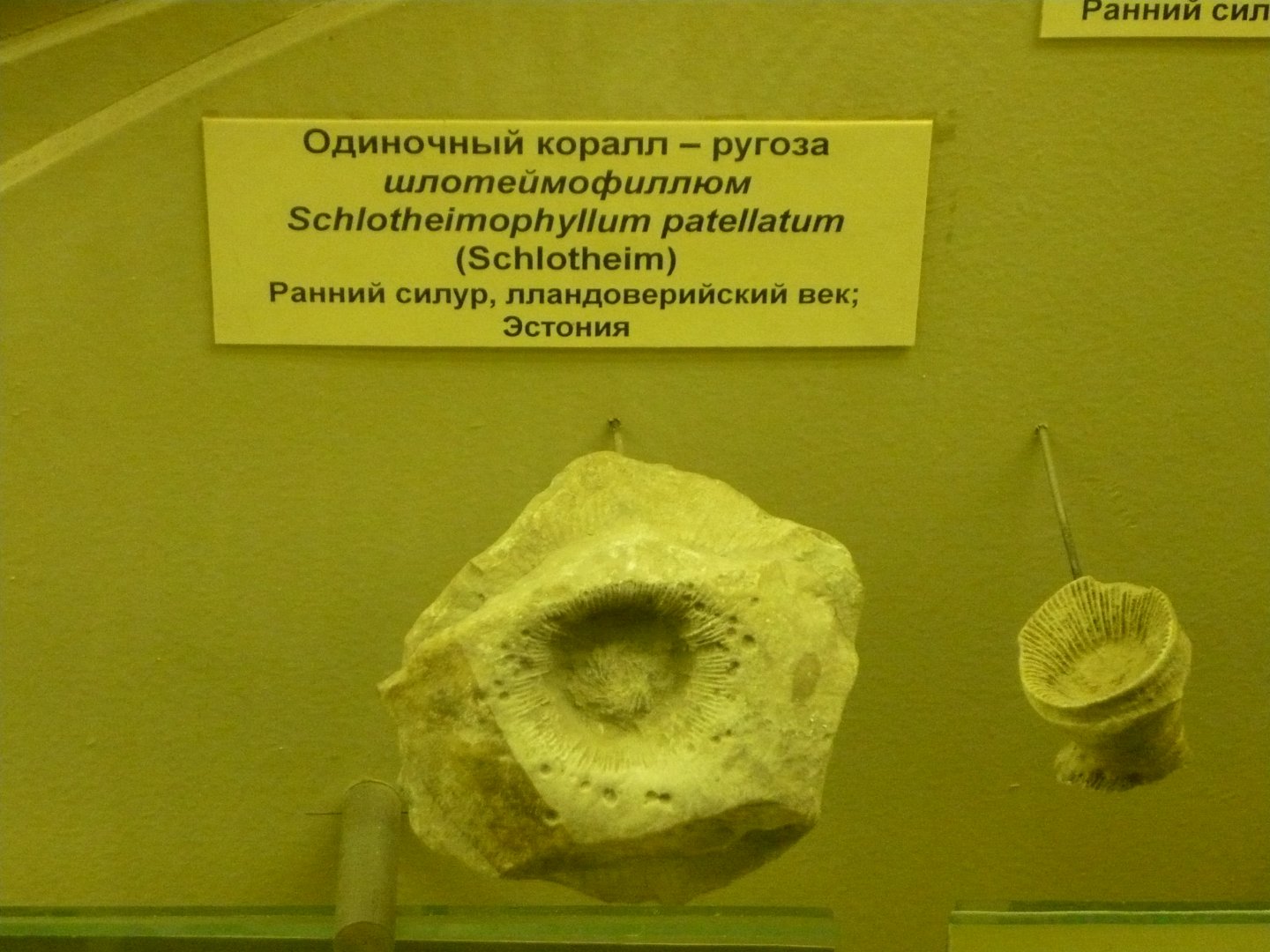 Schlotheimophyllum patellatum