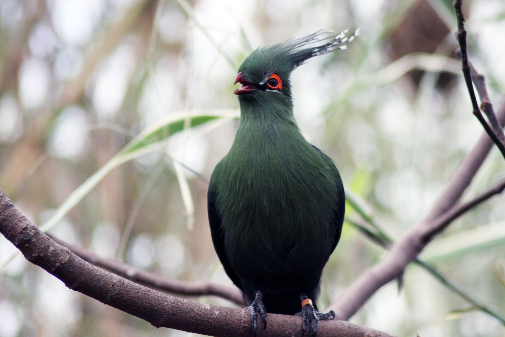 Schlows Turaco