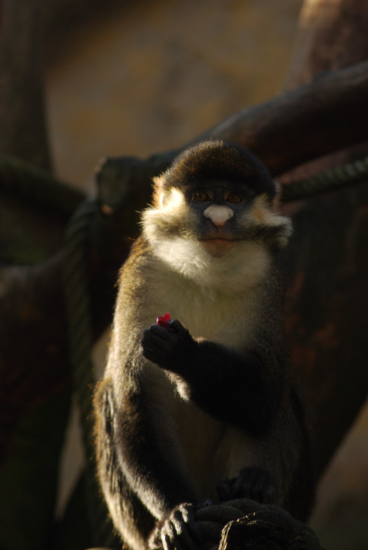 Schmidts red-tailed monkey