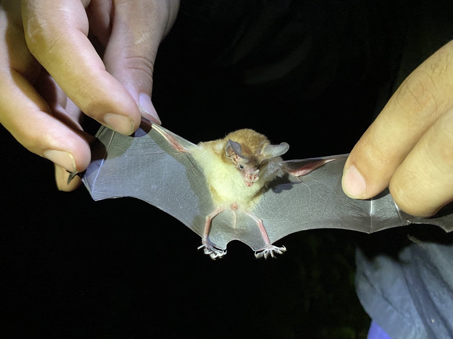 Schmidt's Big-eared Bat (Micronycteris schmidtorum)