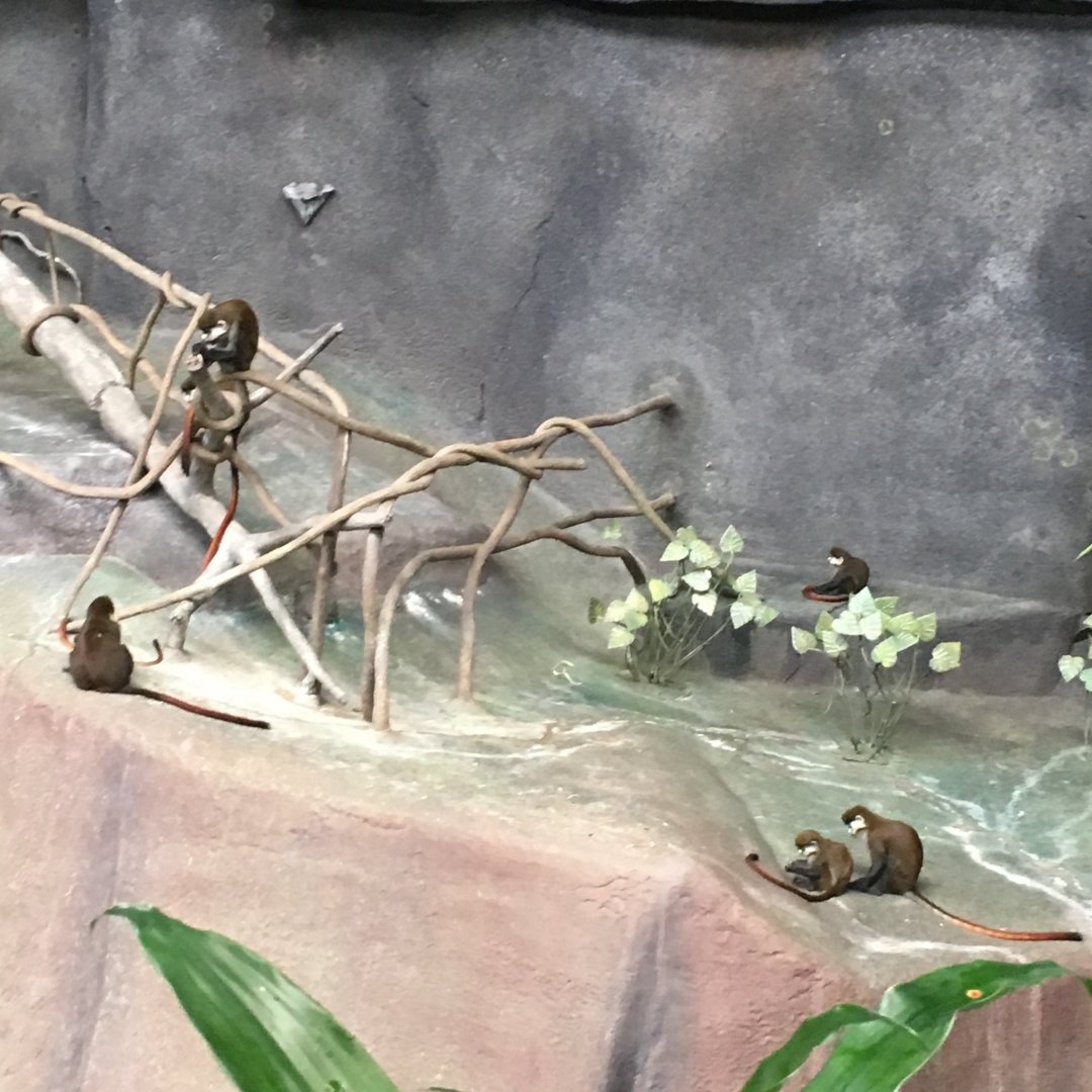 Schmidt's Guenon | Brookfield Zoo